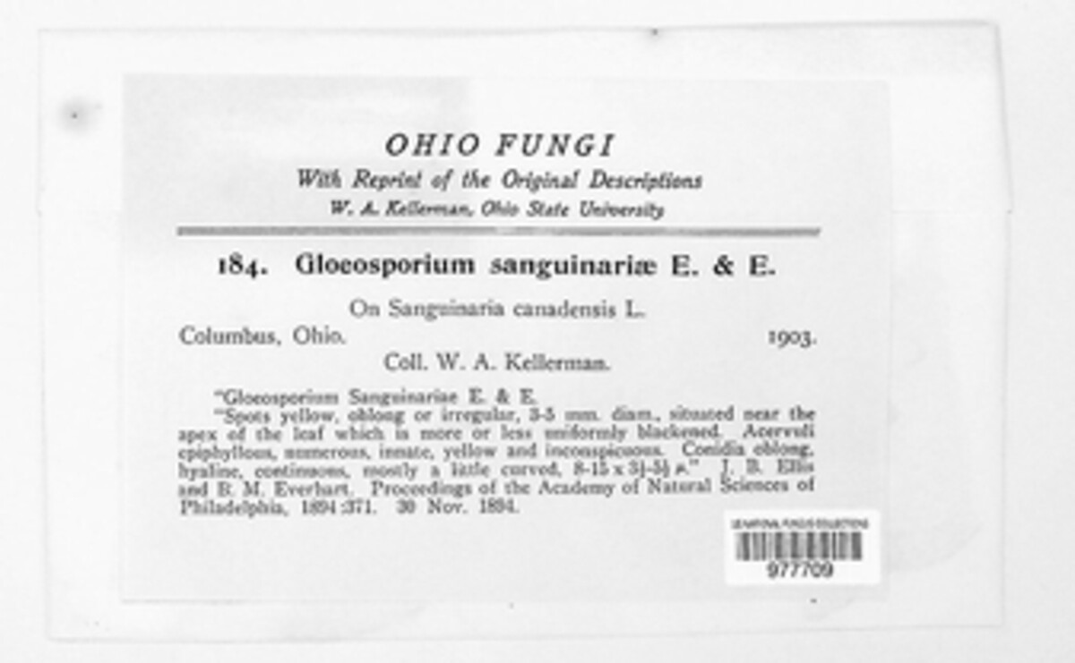Aureobasidium sanguinariae image